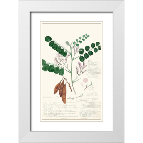 Descubes Ferns I White Modern Wood Framed Art Print with Double Matting by Descubes, A.