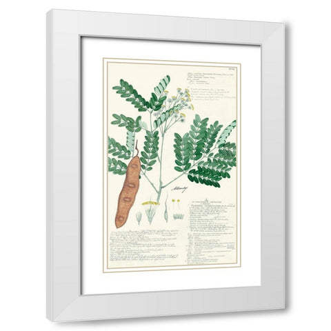 Descubes Ferns II White Modern Wood Framed Art Print with Double Matting by Descubes, A.