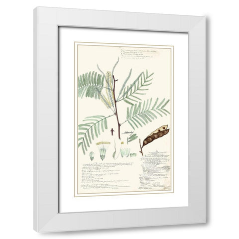 Descubes Ferns IV White Modern Wood Framed Art Print with Double Matting by Descubes, A.
