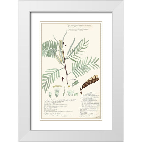 Descubes Ferns IV White Modern Wood Framed Art Print with Double Matting by Descubes, A.
