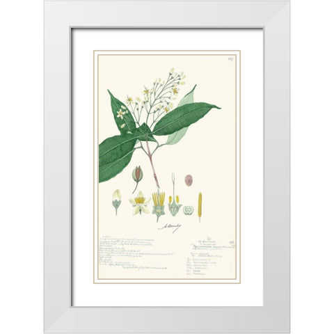 Delicate Descubes I White Modern Wood Framed Art Print with Double Matting by A. Descubes