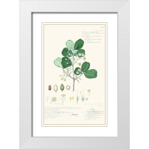 Delicate Descubes II White Modern Wood Framed Art Print with Double Matting by A. Descubes