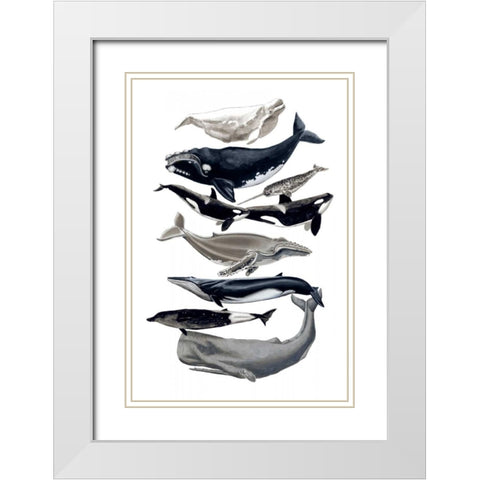 Whale Display I White Modern Wood Framed Art Print with Double Matting by McCavitt, Naomi