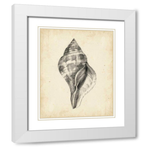 Antique Shell Study II White Modern Wood Framed Art Print with Double Matting by Harper, Ethan