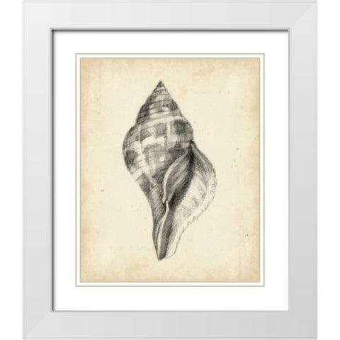 Antique Shell Study II White Modern Wood Framed Art Print with Double Matting by Harper, Ethan