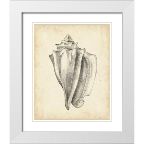 Antique Shell Study IV White Modern Wood Framed Art Print with Double Matting by Harper, Ethan