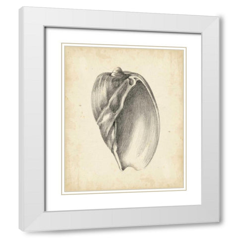 Antique Shell Study VI White Modern Wood Framed Art Print with Double Matting by Harper, Ethan