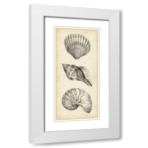 Antique Shell Study Panel I White Modern Wood Framed Art Print with Double Matting by Harper, Ethan