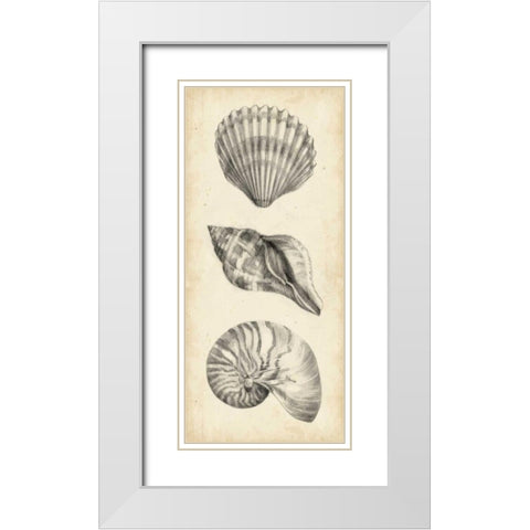 Antique Shell Study Panel I White Modern Wood Framed Art Print with Double Matting by Harper, Ethan