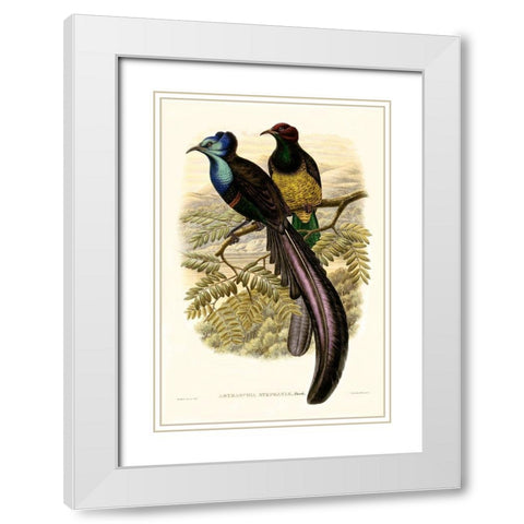 Gould Bird of Paradise I White Modern Wood Framed Art Print with Double Matting by Gould