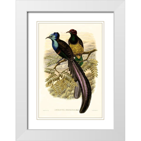 Gould Bird of Paradise I White Modern Wood Framed Art Print with Double Matting by Gould