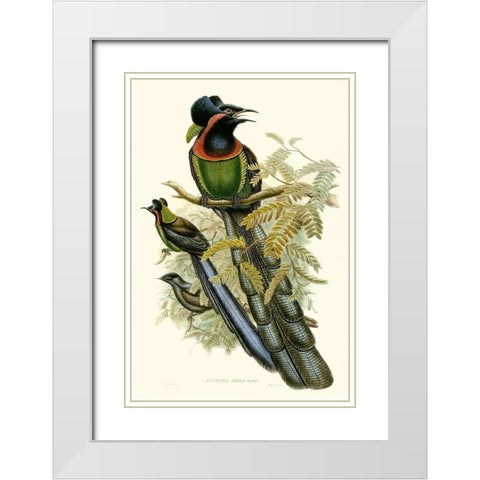Gould Bird of Paradise II White Modern Wood Framed Art Print with Double Matting by Gould