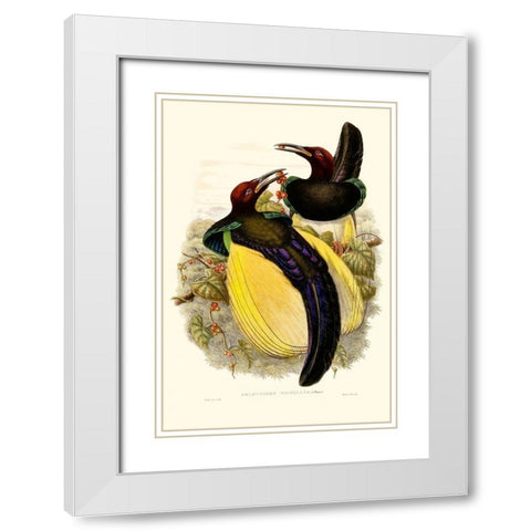 Gould Bird of Paradise IV White Modern Wood Framed Art Print with Double Matting by Gould