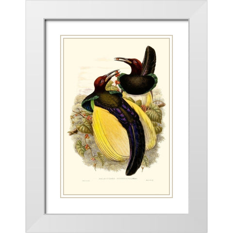 Gould Bird of Paradise IV White Modern Wood Framed Art Print with Double Matting by Gould