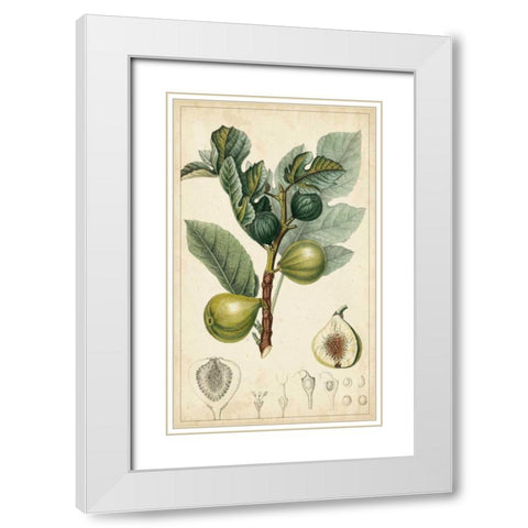 Exotic Fruits I White Modern Wood Framed Art Print with Double Matting by Turpin