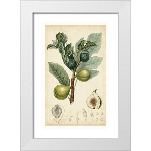 Exotic Fruits I White Modern Wood Framed Art Print with Double Matting by Turpin
