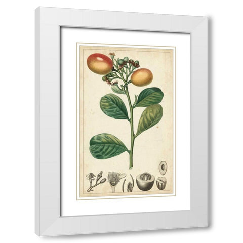 Exotic Fruits II White Modern Wood Framed Art Print with Double Matting by Turpin