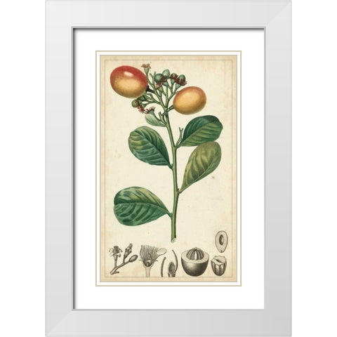 Exotic Fruits II White Modern Wood Framed Art Print with Double Matting by Turpin