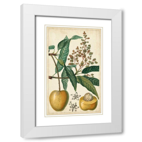 Exotic Fruits III White Modern Wood Framed Art Print with Double Matting by Turpin