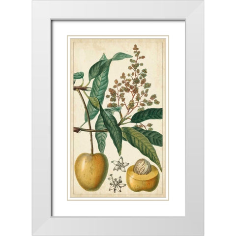 Exotic Fruits III White Modern Wood Framed Art Print with Double Matting by Turpin