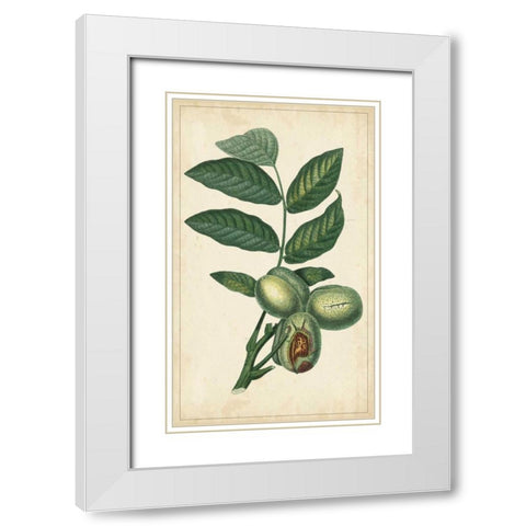Exotic Fruits IV White Modern Wood Framed Art Print with Double Matting by Turpin