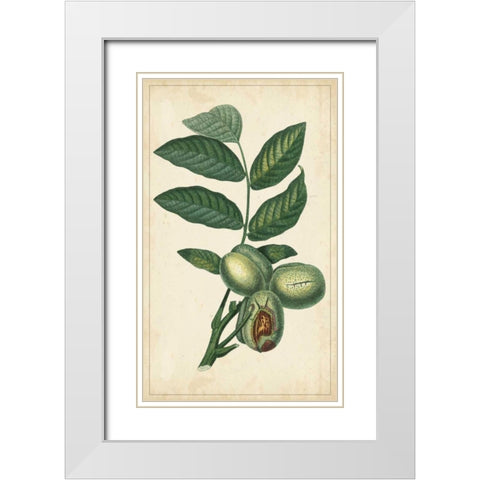 Exotic Fruits IV White Modern Wood Framed Art Print with Double Matting by Turpin