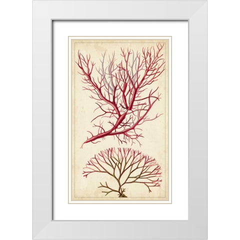 Turpin Seaweed V White Modern Wood Framed Art Print with Double Matting by Turpin