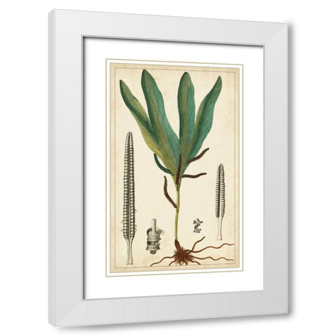 Foliage Botanique II White Modern Wood Framed Art Print with Double Matting by Turpin