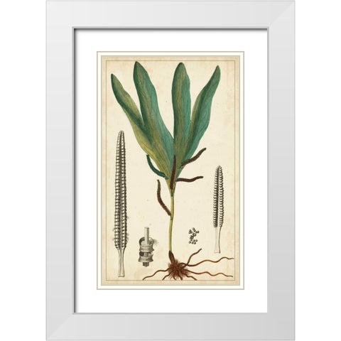 Foliage Botanique II White Modern Wood Framed Art Print with Double Matting by Turpin