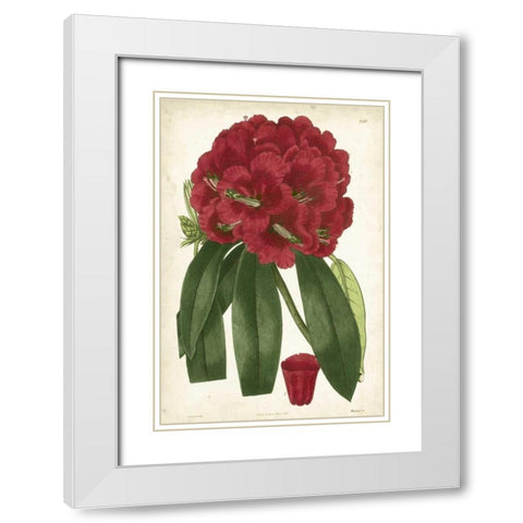Antique Rhododendron I White Modern Wood Framed Art Print with Double Matting by Curtis