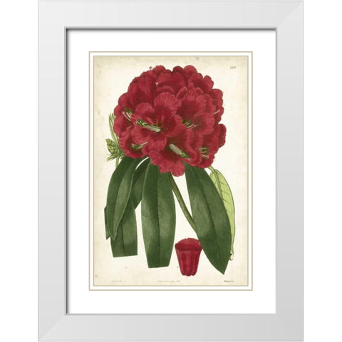 Antique Rhododendron I White Modern Wood Framed Art Print with Double Matting by Curtis
