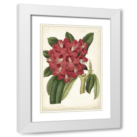 Antique Rhododendron II White Modern Wood Framed Art Print with Double Matting by Curtis