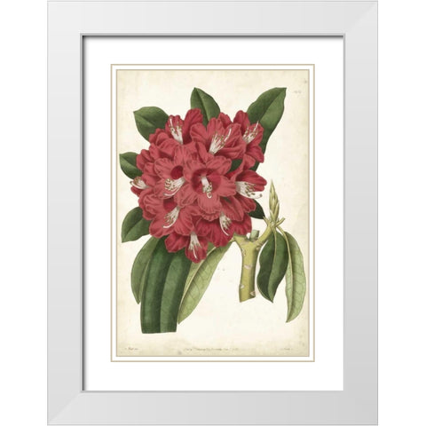 Antique Rhododendron II White Modern Wood Framed Art Print with Double Matting by Curtis