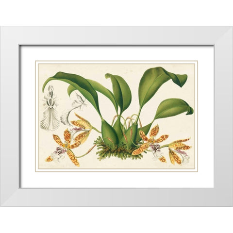 Graceful Orchids III White Modern Wood Framed Art Print with Double Matting by Stroobant