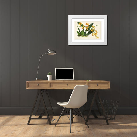 Graceful Orchids III White Modern Wood Framed Art Print with Double Matting by Stroobant