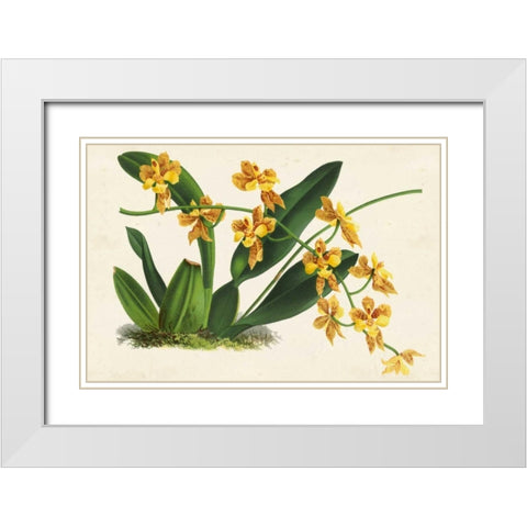 Graceful Orchids III White Modern Wood Framed Art Print with Double Matting by Stroobant