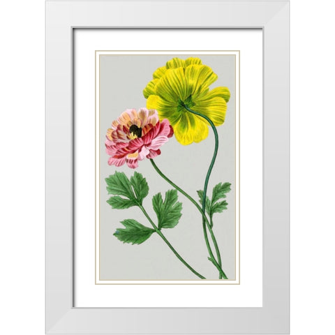 Vintage Garden Varieties I White Modern Wood Framed Art Print with Double Matting by Vision Studio
