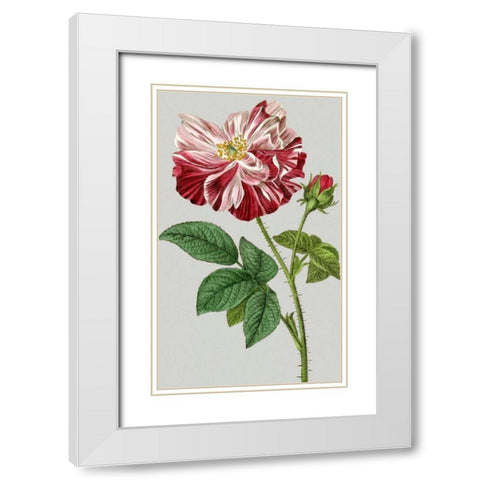 Vintage Garden Varieties II White Modern Wood Framed Art Print with Double Matting by Vision Studio