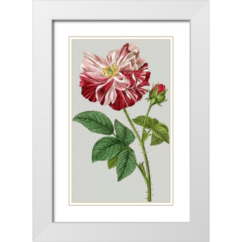 Vintage Garden Varieties II White Modern Wood Framed Art Print with Double Matting by Vision Studio