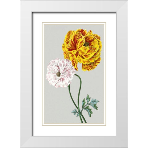 Vintage Garden Varieties III White Modern Wood Framed Art Print with Double Matting by Vision Studio