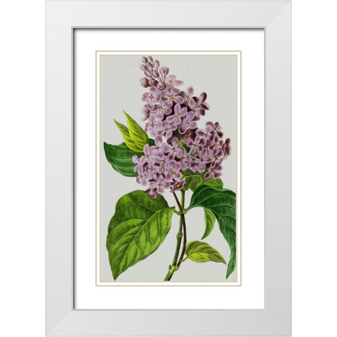 Vintage Garden Varieties V White Modern Wood Framed Art Print with Double Matting by Vision Studio