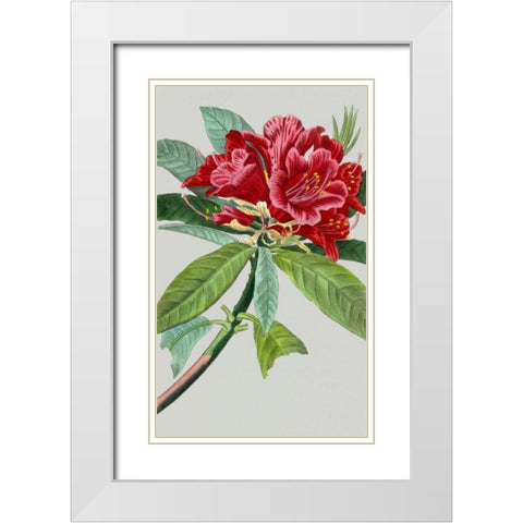 Vintage Garden Varieties VII White Modern Wood Framed Art Print with Double Matting by Vision Studio