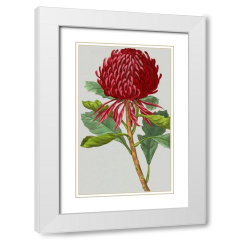 Vintage Garden Varieties VIII White Modern Wood Framed Art Print with Double Matting by Vision Studio