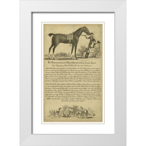 Horse Portraiture VII White Modern Wood Framed Art Print with Double Matting by Unknown