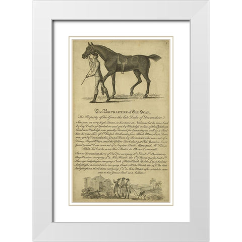 Horse Portraiture VIII White Modern Wood Framed Art Print with Double Matting by Unknown
