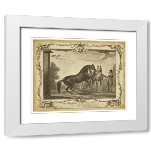 Distinguished Horses III White Modern Wood Framed Art Print with Double Matting by Unknown
