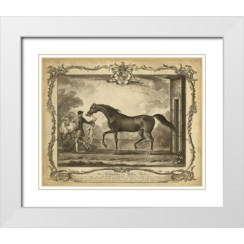Distinguished Horses IV White Modern Wood Framed Art Print with Double Matting by Unknown