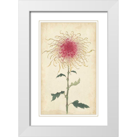 Elegant Chrysanthemums I White Modern Wood Framed Art Print with Double Matting by Unknown