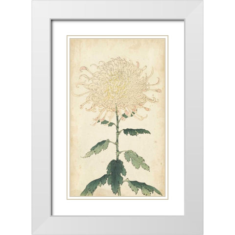 Elegant Chrysanthemums III White Modern Wood Framed Art Print with Double Matting by Unknown