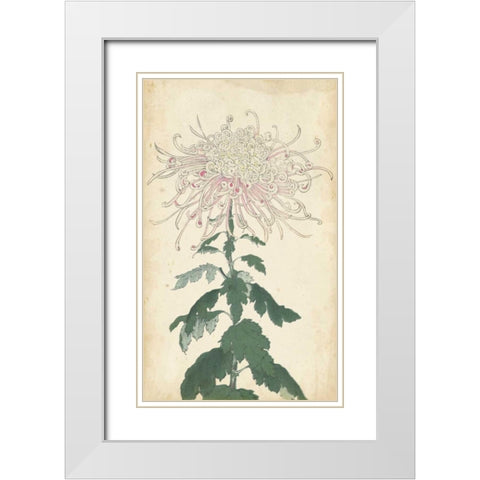 Elegant Chrysanthemums IV White Modern Wood Framed Art Print with Double Matting by Unknown